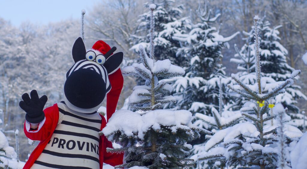Handball-Bundesliga 2012/13: Weihnachtsbäume THW Kiel