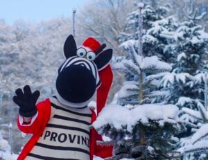 Eine Person im Zebrakostüm, die eine rote Weihnachtsmannmütze und -jacke trägt, steht neben einer verschneiten Tanne in einem verschneiten Wald und winkt in die Kamera.